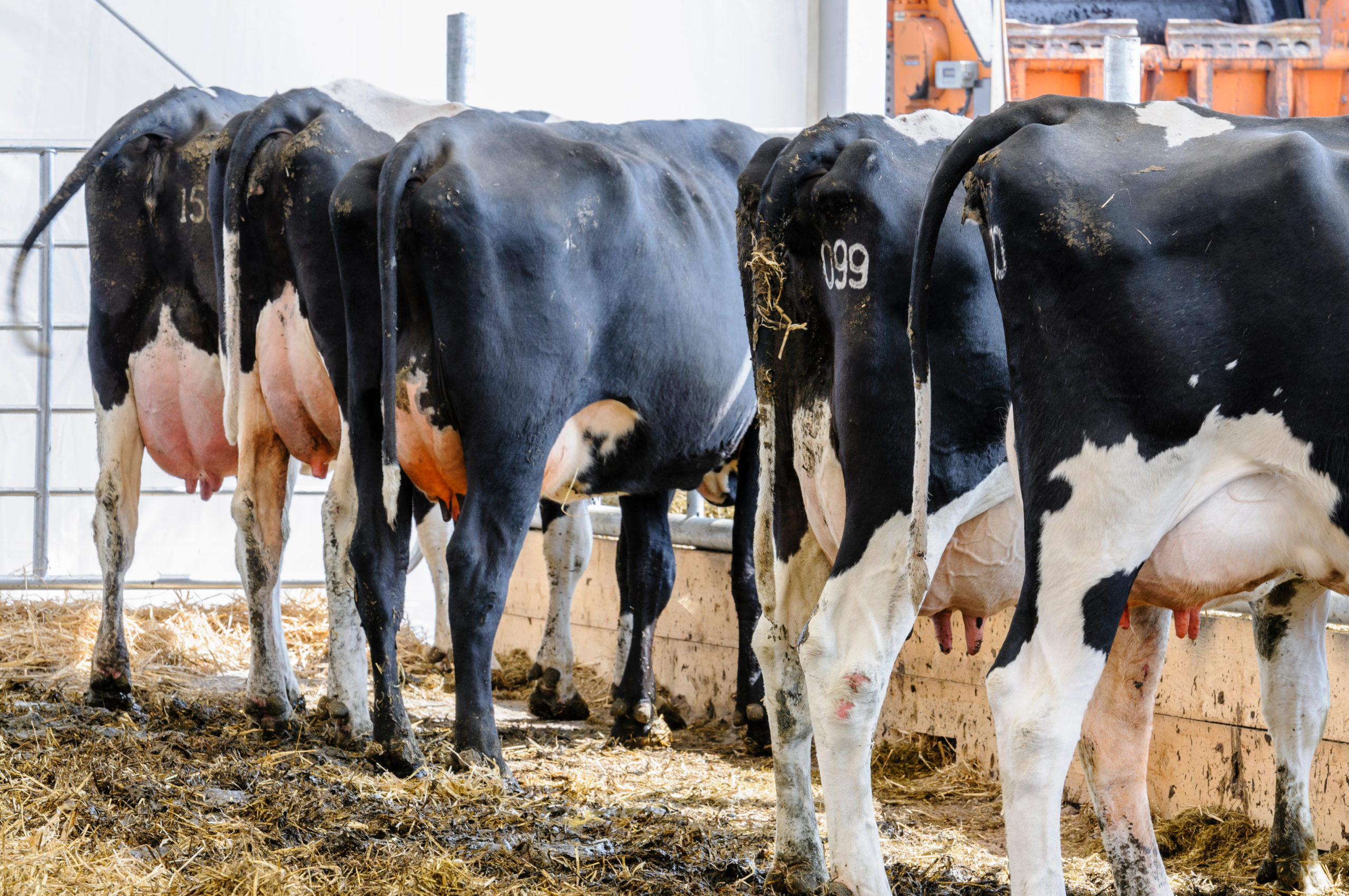 Cows from behind - TB Hub